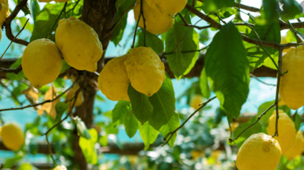 Lemons on the amalfi coast   minori and sorrento